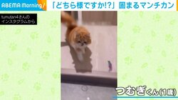 帰宅した飼い主に駆け寄る猫があと一歩でフリーズ！ 思いがけない事態に困惑した様子が「わかりやすくかわいい」と話題
