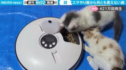 餌やり機から聞こえる“謎の曲”に視聴者ざわつく 何とも言えないシュールさに「スパイ映画で流れてそう」「食べるのためらう」の声