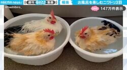 極楽じゃ…お風呂を楽しむニワトリ3羽に「気持ちよさそうに入浴するのね」「銭湯行きたくなった」と反響