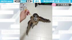猫じゃらしに夢中な“フクロウ” 意外な遊び方に「ぬいぐるみかと思うほど可愛い」悶絶の声殺到