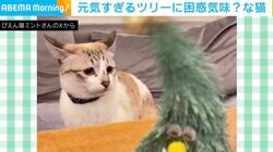 ダンシングツリーにイカ耳＆硬直する猫 困惑した表情で凝視する姿に「『な、なぁに？このこ？』って言ってるみたい」の声