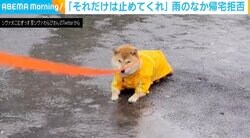雨の中道の真ん中で“フセ” 帰宅拒否する豆柴に「風邪ひくわよ」「これは銅像」反響続々