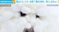 雪山にモンスター出現！？驚きの変身をした犬に「ポンデリングw」「飼い主が悲鳴あげちゃう」など反響