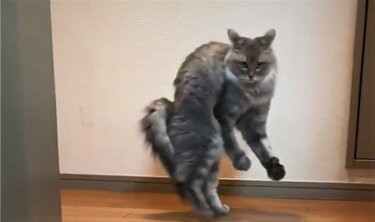 猫が衝撃の“二足歩行” オラつく姿に飼い主困惑 「キメポーズも最高