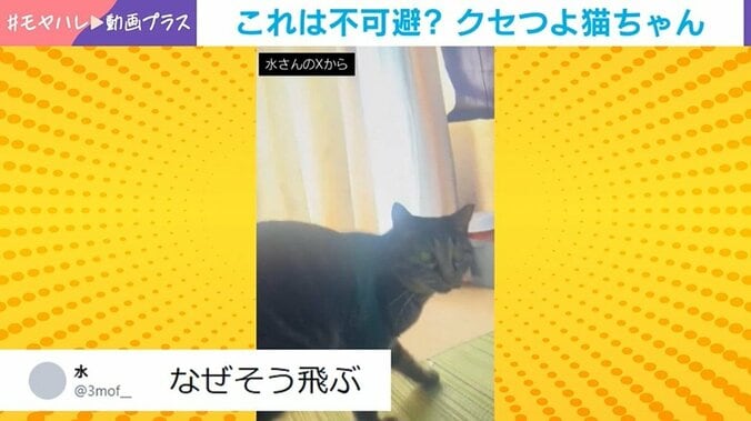 “ジャンピング・よもぎ”が直撃した瞬間