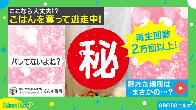 ご飯を奪って逃走中の犬が“まさかの表情”…隠れた先で見せた面白リアクションにじわる人続出 1枚目