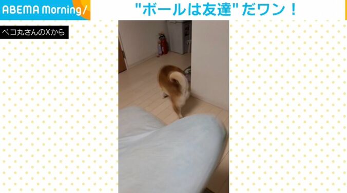 柴犬の茶々丸くん
