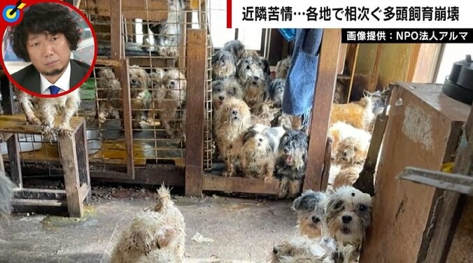 「10分いたらアンモニア臭が染み付く」異臭に大量繁殖…相次ぐ多頭飼育崩壊の現実　件数稼ぎで「信頼度」うたう悪質保護団体も 1枚目