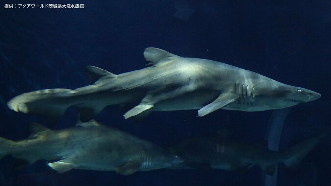 【サメの見分け方】アクアワールド茨城県大洗水族館にいるサメ｢シロワニ｣を見分けよう 2枚目