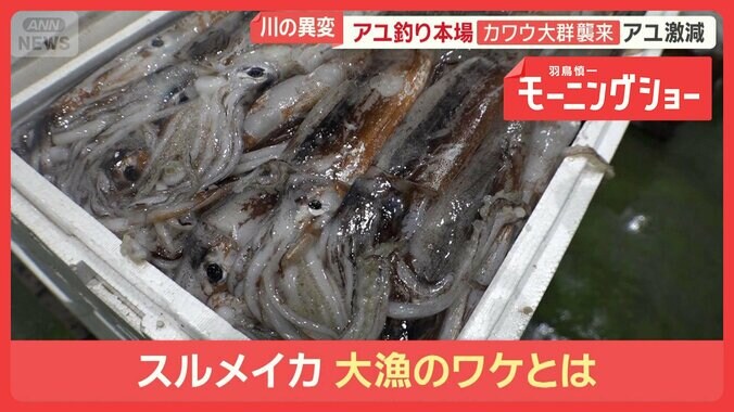 スルメイカ突然の漁停止　豊漁から一転　休漁で水槽ゼロ　漁師困惑「正月に餅食えん」 1枚目