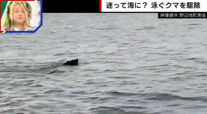 海を泳ぐクマ