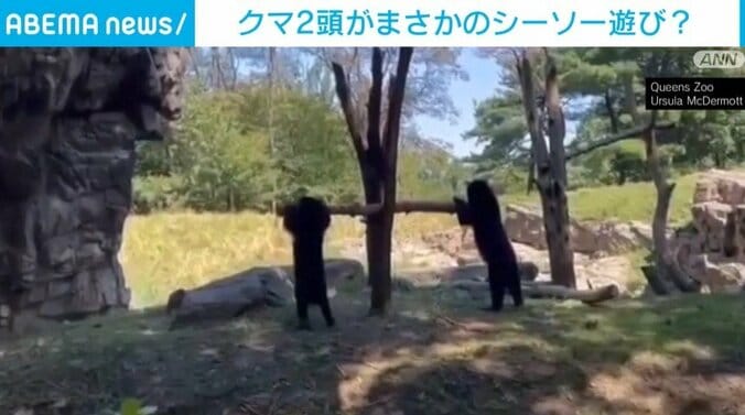 木の隙間の枝をガサゴソするクマ