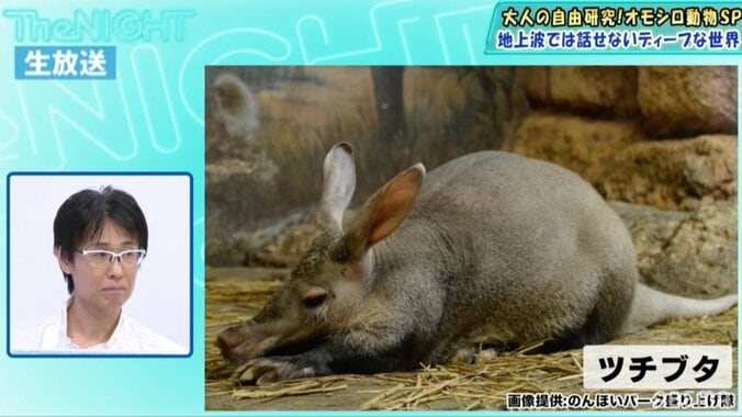 特殊な食べ物を食べることに特化し生き残った 謎の哺乳類・ツチブタ 1枚目