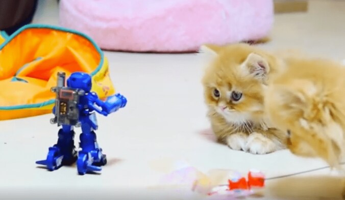 猫「こいつは誰だ…？」青い物体に固まるマンチカンズがかわいい 2枚目