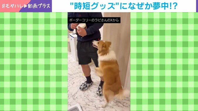 ボーダーコリーのラピちゃん