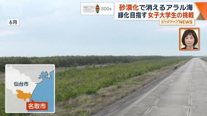 海岸沿いに広がる松林