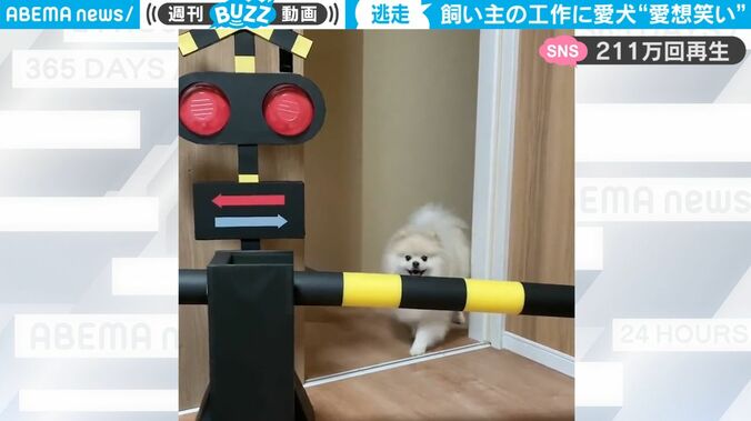 飼い主「踏切の模型作った」→ポメラニアン、微妙な空気を察してまさかの反応！「初めて見ましたwwww」 1枚目