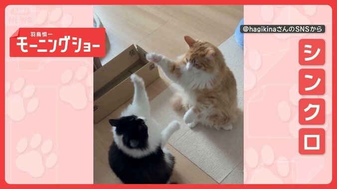 「仲良しニャン」シンクロ！ハイタッチする姉弟ネコ　なぜ息ピッタリに合わせられる？ 1枚目
