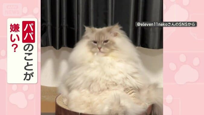 パパのことが嫌い？