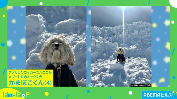 ミックス犬のかまぼこくん（4歳）
