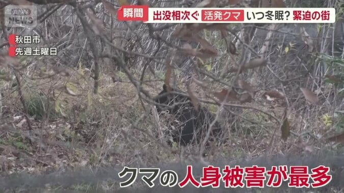 秋田ではこの週末に目撃されたクマ