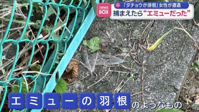 エミューの羽根のようなもの