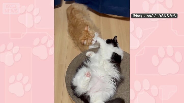 2匹はいつも一緒