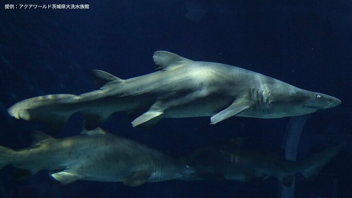 【サメの見分け方】アクアワールド茨城県大洗水族館にいるサメ｢シロワニ｣を見分けよう