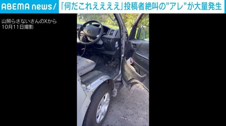大量のカメムシ