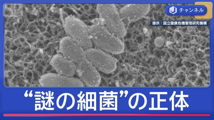 薬が効かない？　謎の細菌　正体は
