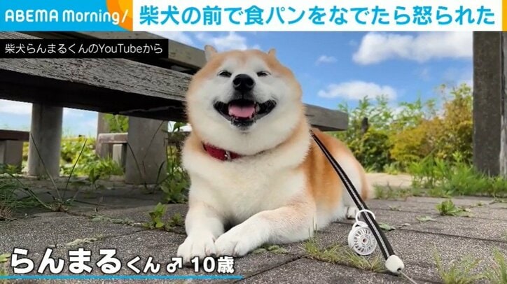 柴犬のらんまるくん