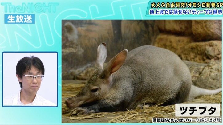 特殊な食べ物を食べることに特化し生き残った 謎の哺乳類・ツチブタ