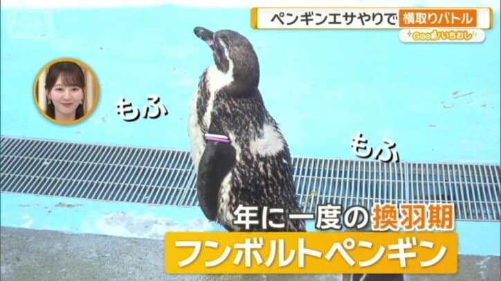 換羽期　フンボルトペンギン