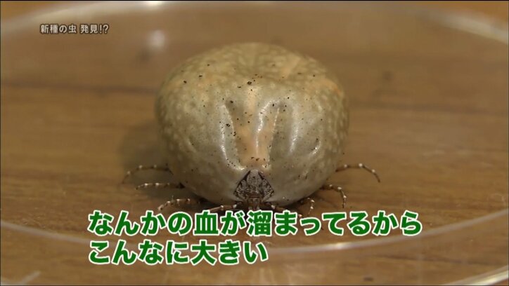 家で飼っていた“正体不明の新種の虫”の正体とは【探偵ナイトスクープ】