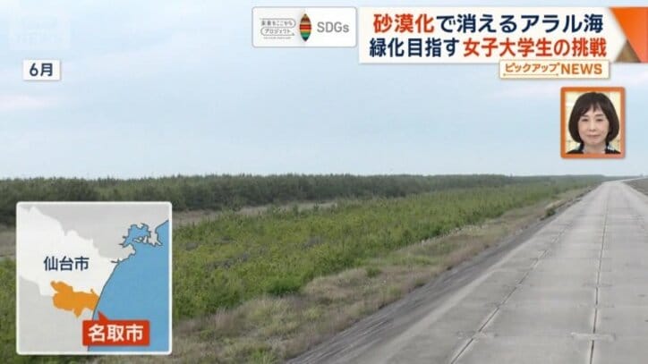海岸沿いに広がる松林