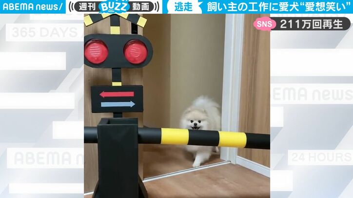 飼い主「踏切の模型作った」→ポメラニアン、微妙な空気を察してまさかの反応！「初めて見ましたwwww」