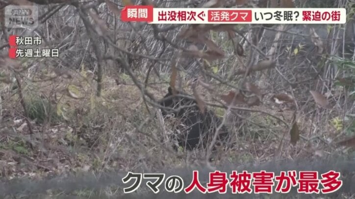 秋田ではこの週末に目撃されたクマ