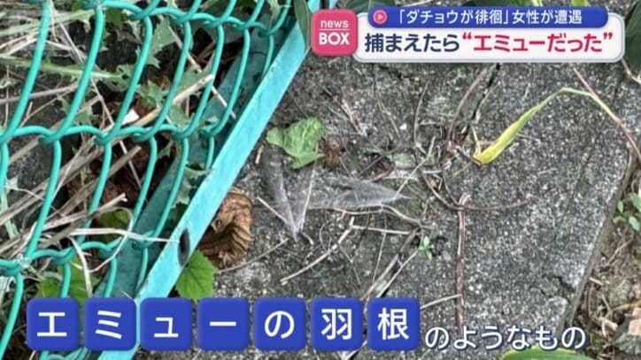 エミューの羽根のようなもの