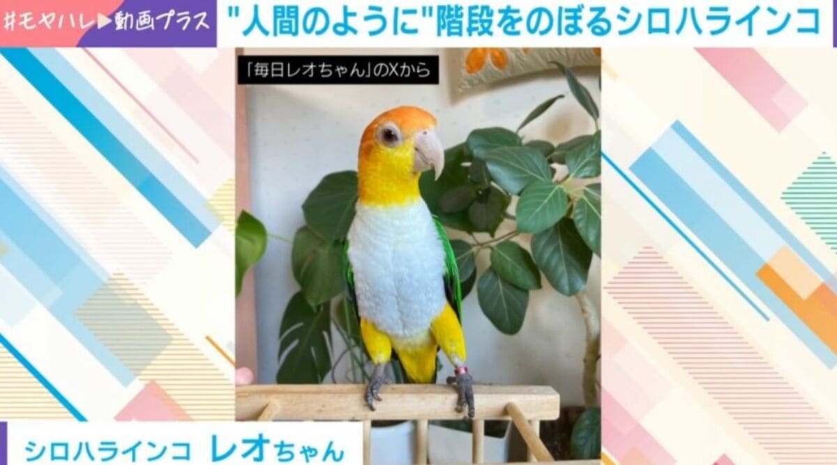 体幹どうなってる!?インコが人間みたいに階段を登る姿に驚き「腹筋凄い