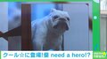 わたしがきた! 飼い主のピンチに駆けつけ堂々と立つ犬 "ヒーロー"味のある姿に「めっちゃカッケェ」「頼れる存在」と絶賛の声
