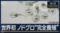 苦節10年　世界初の快挙！高級魚ノドグロ　近大が“完全養殖”商業化はいつ？