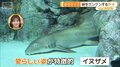 サメの常識が変わる？“怖い”だけじゃない驚きの生態