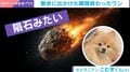 ポメラニアンが強風の中を散歩→まるで“隕石”のような姿に「流線形になってて草」「速そう」などの声