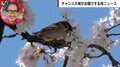 つけ根からまるごと落ちた花…「桜の花落とし」は“可愛い犯人”の仕業だった