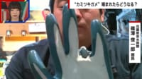 【映像】「指がなくなる」カミツキガメに噛まれた男の対処法