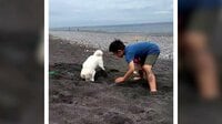 「競うな…」愛犬と穴掘り競争【SNS 231万回再生】