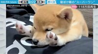 超絶キュートな動物の寝姿