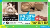 【映像】そうきたか...カワイイが止まらないニャ
