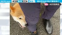 「うちの子どももやる！」柴犬の憎めない愛情表現に共感殺到！ 雨で濡れた顔を拭う仕草が話題 【ABEMA TIMES】