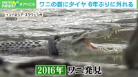 【映像】ワニの首に「タイヤ」 6年ぶりに外れる